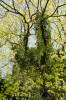 Bremen, Brgerpark: Mit Efeu berrankter Eichenbaum