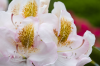 Bremen Rhododendronpark:  Mrs. Anthony Waterer