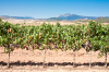 Spanien, Region Navarra: Weinreben in herrlicher Landschaft