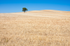 Spanien, Region Navarra: Einzelner Baum auf einem abgeernteten Getreidefeld
