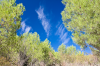 Spanien, Region Navarra: Blauer Himmel zwischen grnen Baumwipfeln