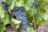 Spanien, Region Navarra: Aromatische Weintrauben, eine kstliche Erfrischung am Wegesrand