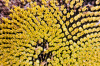 Spanien, Region Navarra: Detail einer Sonnenblume