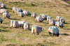 Frankreich, Pyrenen: Ziegen mit blauer Markierung