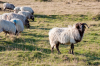 Frankreich, Pyrenen: Ziegenbock bewacht seine Herde