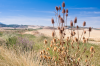 Spanien, Provinz Rioja: Vertrocknete Disteln in herbstlicher Landschaft
