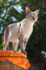 Villamayor del Rio: Aufmerksame Katze thront auf einer Tonne