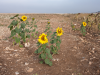Die letzten blhenden Sonnenblumen in der weiten Landschaft vor Cardeuela Ro Pico