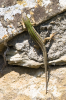La Nuvola, Tuoro: Eine Eidechse wrmt sich auf einer Bruchsteinmauer