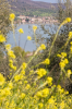 Italien, Umbrien, Isola Polvese: Blick durch eine blhende Frhlingswiese auf den Trasimenischen See