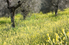 Italien, Umbrien, Isola Polvese: Eine Frhlingswiese in einem Olivenhain