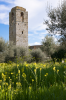 Italien, Umbrien, Isola Polvese: Eine  Frhlingswiese mit gelben Blten am Fue eines verfallenen Kirchturmes