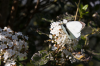 Italien, Umbrien, Isola Polvese: Ein Schmetterling auf einer Blte