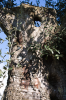 Italien, Umbrien, Isola Polvese: Der Stamm eines knorrigen Olivenbaumes