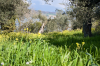 Italien, Umbrien, Isola Polvese: Eine Frhlingswiese in einem Olivenhain