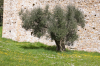 Italien, Umbrien, Isola Polvese: Isola Polvese: Ein Olivenbaum auf einer  Frhlingswiese