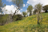 Italien, Umbrien, La Nuvola bei Tuoro sul Trasimeno: Eine  Frhlingswiese mit gelben Blten