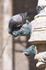 Italien, Umbrien, Perugia: Taube trinkt an einer Brunnenfigur der Fontana Maggiore, einem der berhmtesten, mittelalterlichen Brunnen Italiens