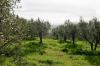 Italien, Umbrien, Montefalco: Blick in einen Olivenhain