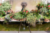 Frankreich, Elsass, Ribeauvill: Der Friedrichsbrunnen auf der Place de la Sinn, in elsssischer Manier reich bepflanzt