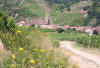 Frankreich, Elsass, Niedermorschwihr: Der Blick ber die Weinfelder auf die St. Gallus Kirche mit ihrer interessant gewundenen Turmspitze