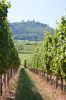 Frankreich, Elsass, Eguisheim: Der Blick ber die Weinfelder auf die Burgengruppe Les Trois Chteaux dEguisheim, auch die Drei Exen genannt