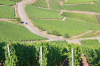 Frankreich, Elsass, Turckheim: Ein kleine Landstrae zieht sich durch die Weinfelder