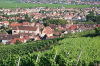 Frankreich, Elsass, Turckheim: Der herrliche Blick ber die Weinfelder auf das Stdtchen Turckheim