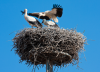 Frankreich, Elsass, Bouxwiller: Drei Jungstrche in einem Nest