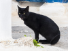 Eine schwarze Katze in der Altstadt von Rabat, Marokko