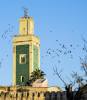 Die Moschee Lalla Aouda ist bei Mauerseglern sehr beliebt, Mekns, Marokko