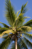 Costa Rica, Bahia Drake: Kokospalme gegen blauen Himmel