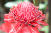 Costa Rica, Bahia Drake: Exotische Blüte im Urwald