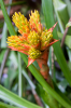 Costa Rica, Bahia Drake: Exotische Blüte im Urwald