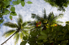 Costa Rica, Bahia Drake: Blick hinauf zu Baumkronen und Himmel