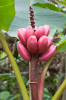 Costa Rica, Bahia Drake: Rosa Zwergbanane im Urwald