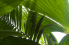 Costa Rica, Bahia Drake: Palmenblätter im Gegenlicht