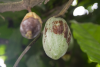 Costa Rica: Unreife Kakaobohnen