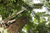 Costa Rica, Tortuguero: Baumriese