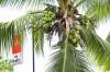 Costa Rica, Tortuguero: Reife Kokospalme mit rotem Soda-Schild