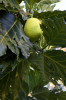 Costa Rica, Tortuguero: Brotfrucht am Baum hängend