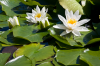 Niedersachsen, Wendland, Küsten: Weiße Seerose in voller Blüte