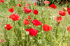 Niedersachsen, Wendland, Ksten: Klatschmohn in voller Blte