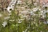 Niedersachsen, Wendland, Lübeln: Wiesen-Margeriten auf einer Frühlingswiese