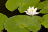 Bremen, Brgerpark: Weie Seerose in Blte