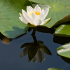 Bremen, Brgerpark: Weie Seerose in Blte