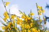 Bremen, Rhododendronpark: Besenginster (Cytisus scoparius)