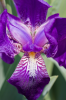 Bremen, Rhododendronpark: Schwertlilie (Iris Germanica)