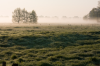 Bremen, Blockland: Norddeutsche Wiesen im Morgennebel