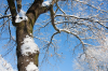 Bremen: Verschneiter Baum